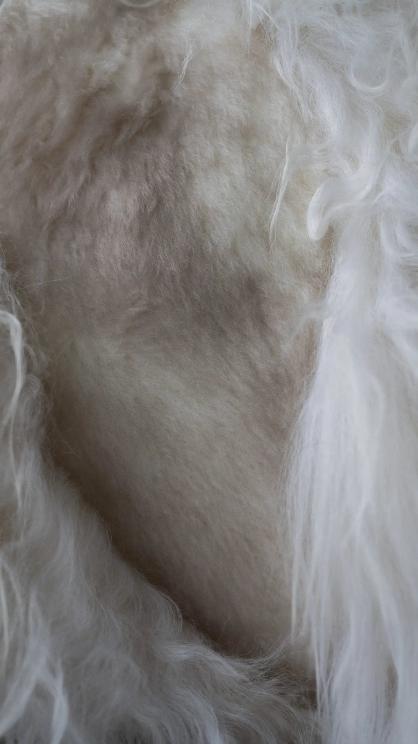 Coussin en laine de Mouton | Mélange de laine Van Buren