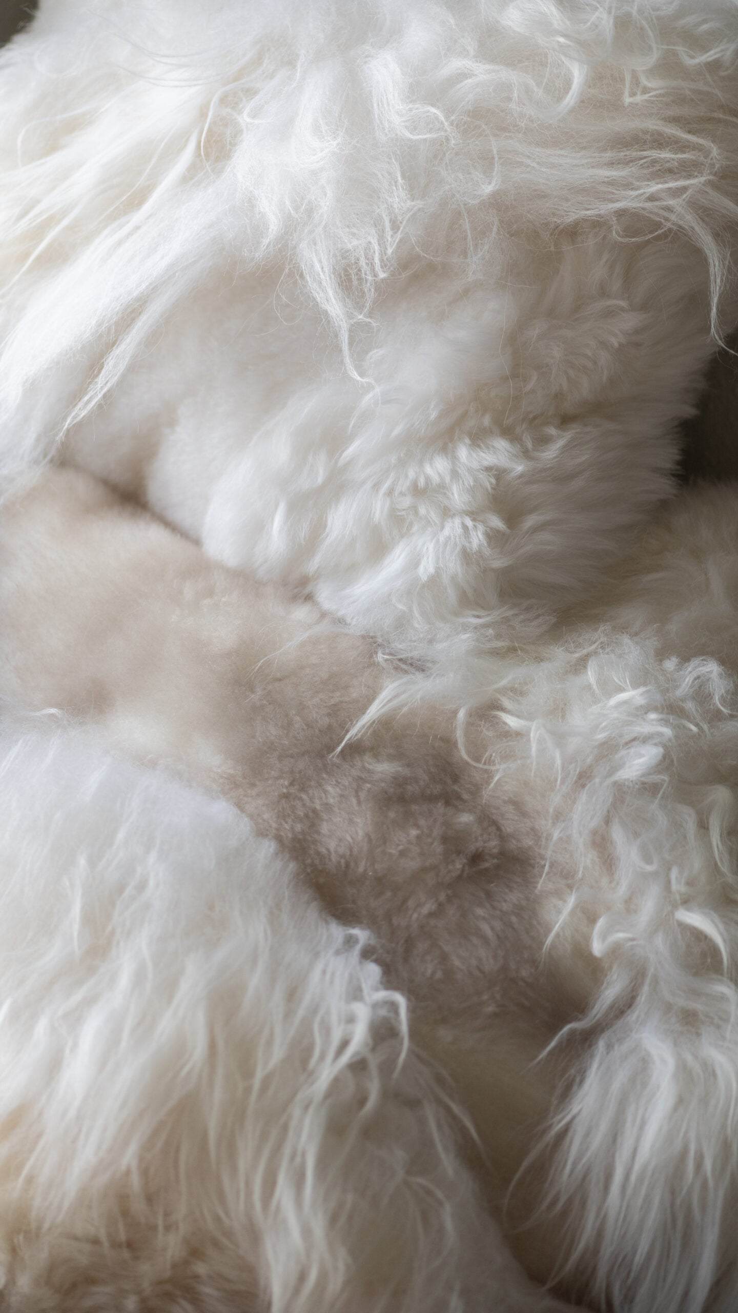 Sheep Wool Cushion | Wool Blend