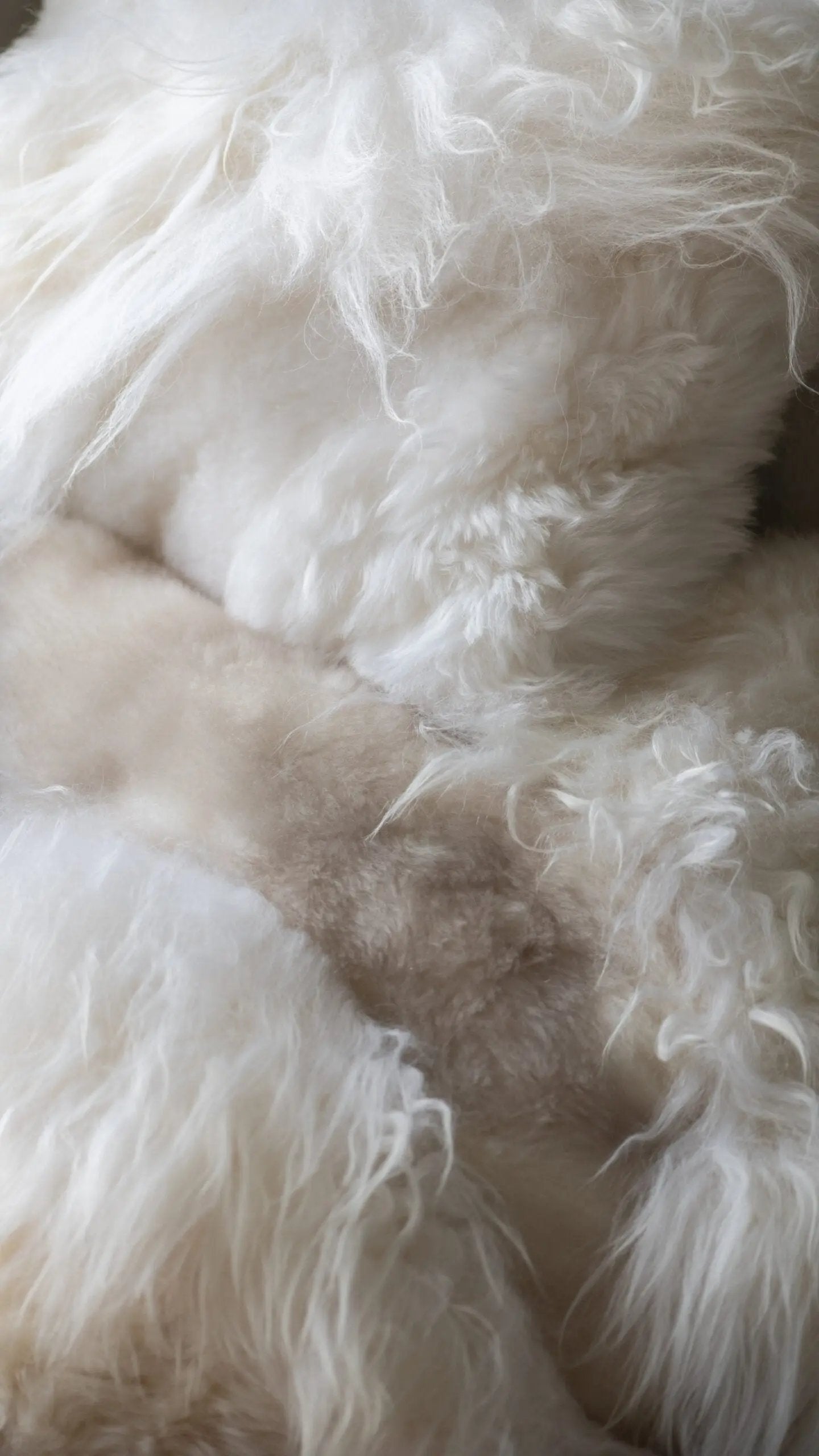 Coussin en laine de Mouton | Mélange de laine Van Buren