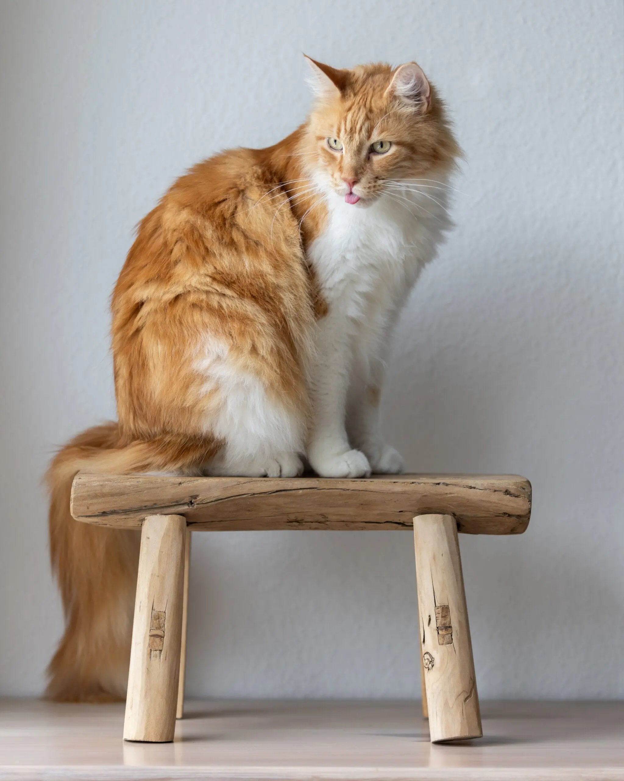 Tabouret en bois vintage - n°02 Botanical Boys