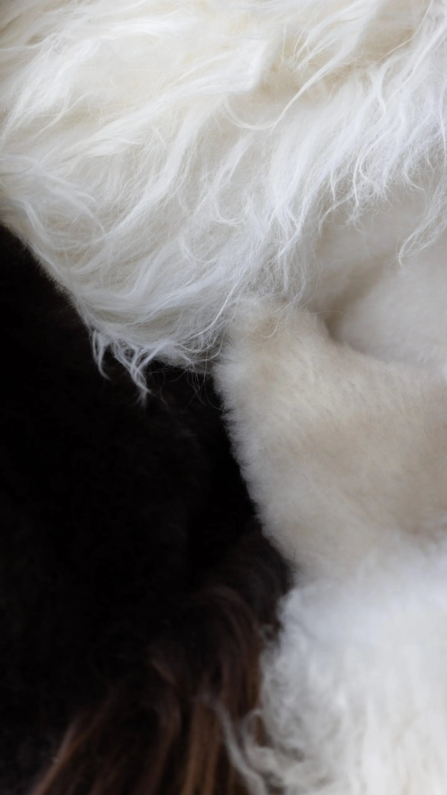 Tapis en laine de mouton | Texel Van Buren