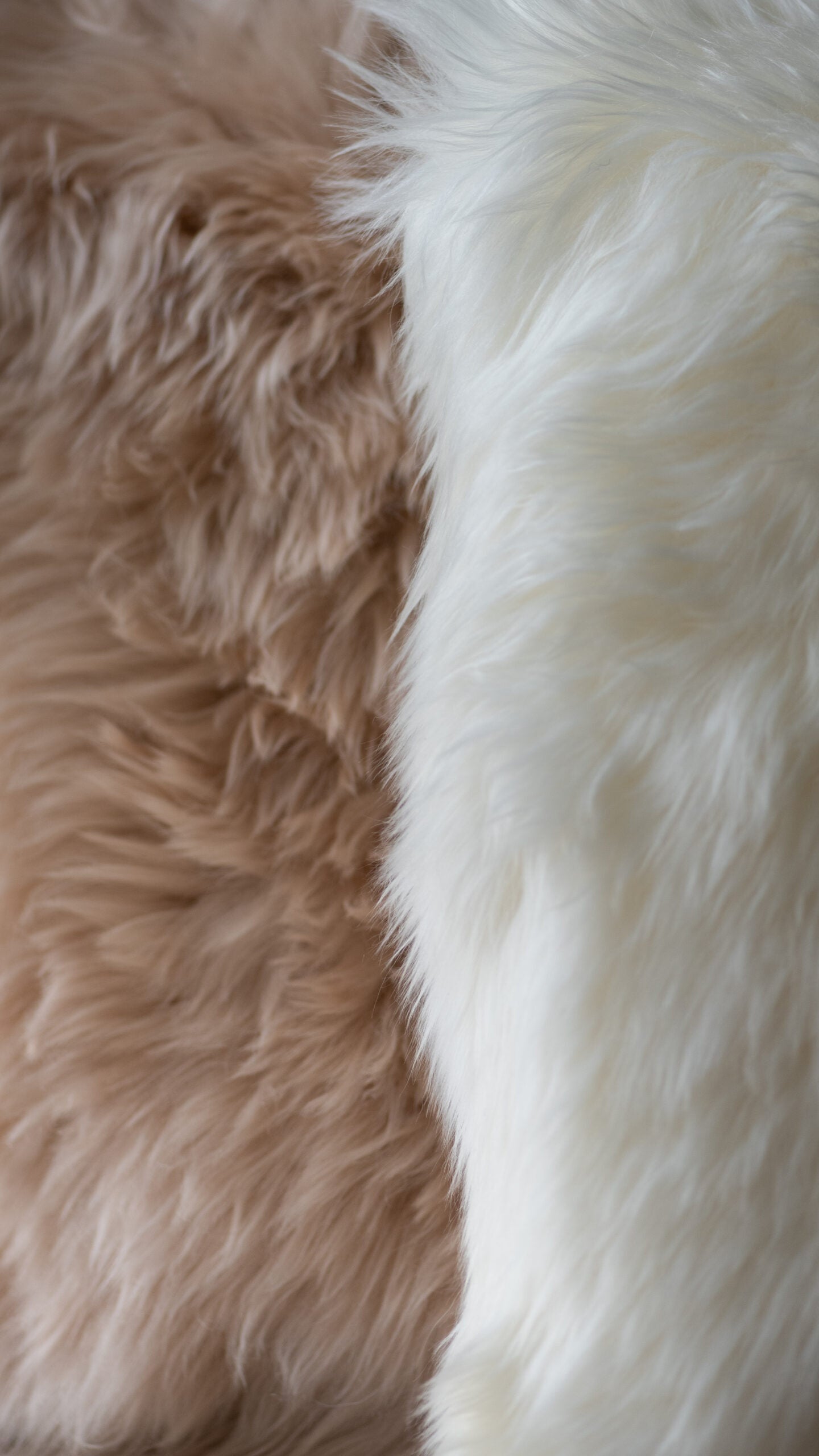 Sheep wool cushion | New Zealand