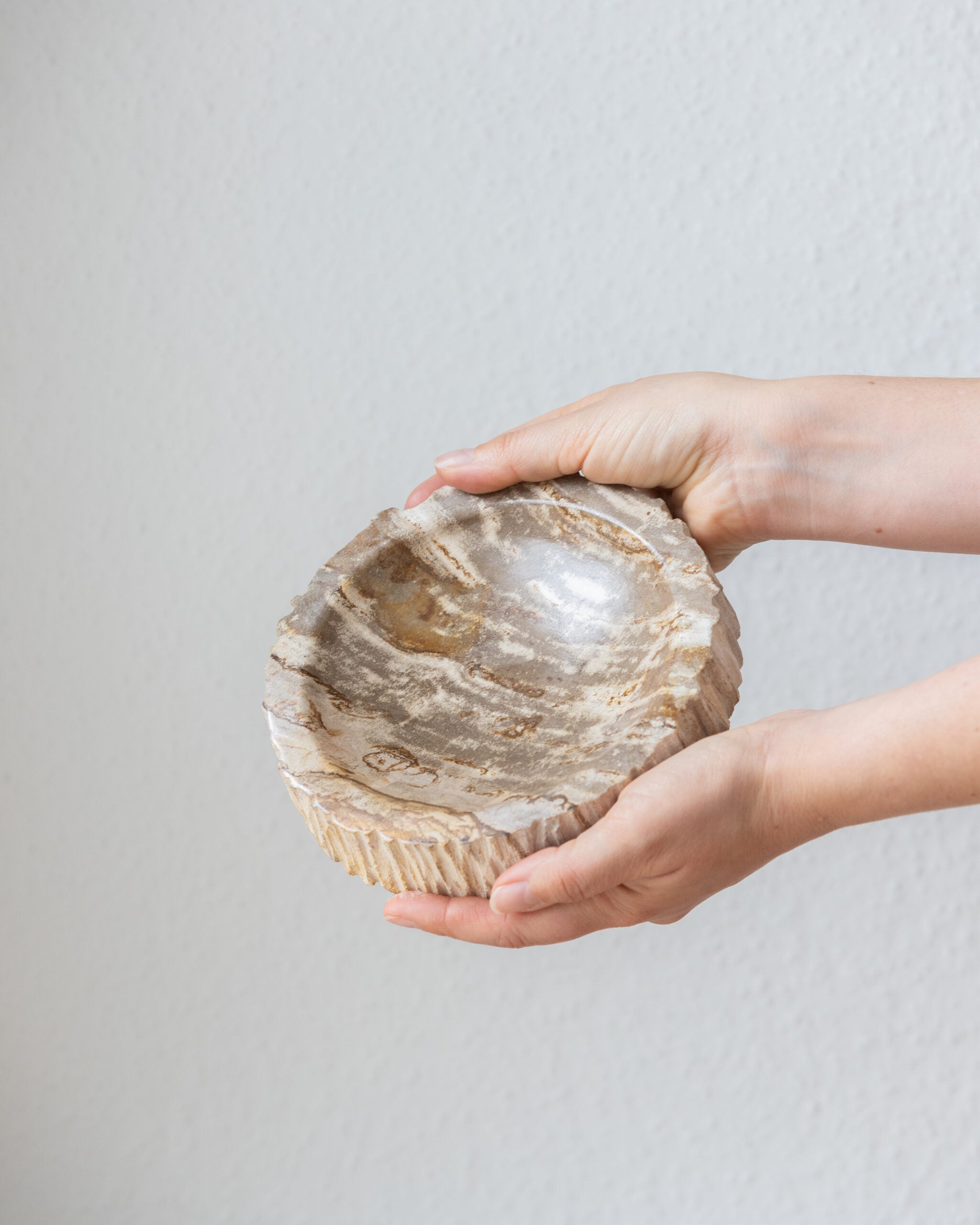 Empty Pocket | Petrified Wood